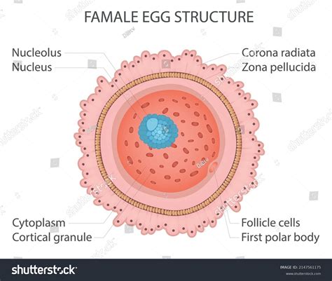 10,830 Anatomy Egg Images, Stock Photos & Vectors | Shutterstock