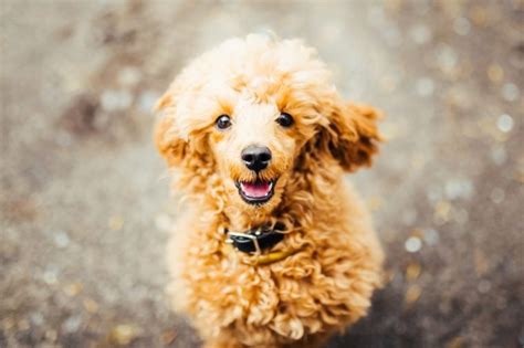 The Smartest Dogs, Ranked by Breed | Reader's Digest