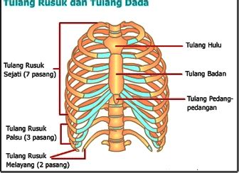 Tulang Rusuk (Kosta dan Tulang Dada (sternum) Sistem Rangka - Biologisites