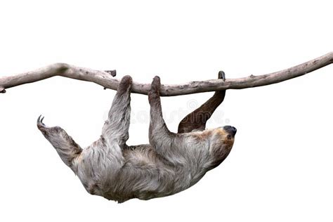 Cute Two-toed Sloth Hanging on Tree Branch Isolated on White Background ...