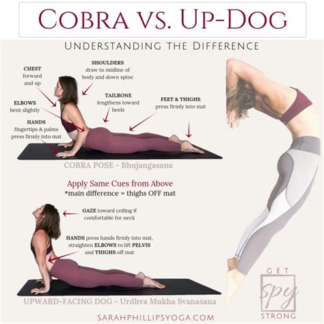 basic yoga poses upward dog vs cobra picture – Yoga Poses