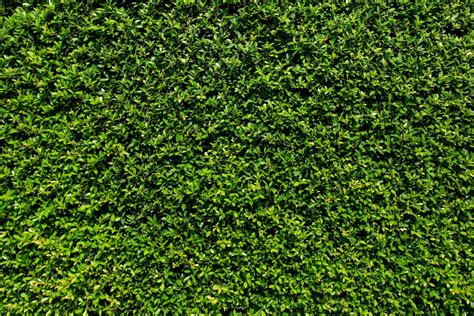 Grass Wall Backdrop green bush wall spring summer