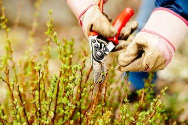 When to Trim Barberry Bushes | Hunker