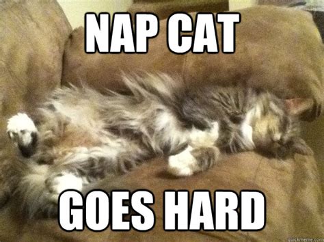 Nap Cat memes | quickmeme