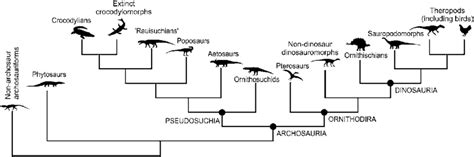 Simplified phylogeny of Archosauria based on current consensus of ...