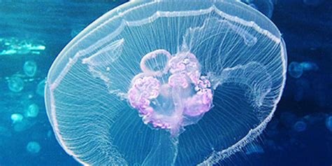 Jellyfish Anatomy