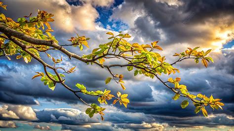 Natures Contrast Sunlit Foliage Against Stormy Skies Background, Autumn ...