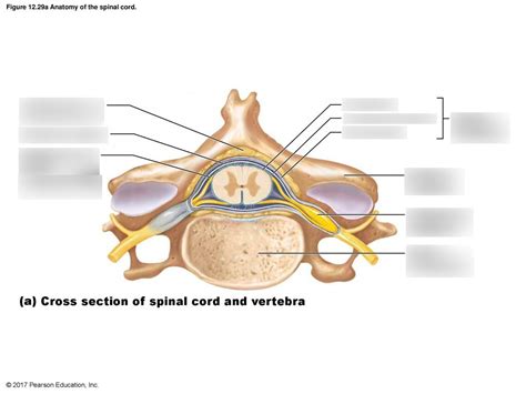 19.1 Cross section through the spinal cord illustrating its ...