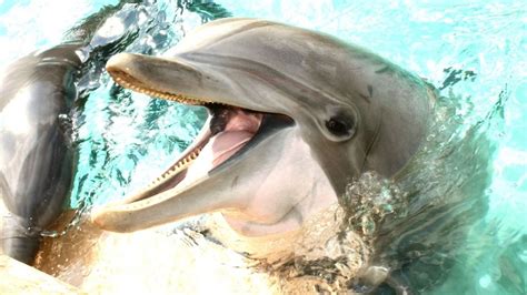 Iran has 'fleet of killer dolphins trained to blow up ships in suicide ...