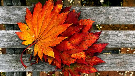 🔥 [42+] Autumn Leaves HD Wallpapers | WallpaperSafari