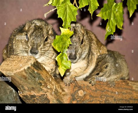 the south-american rodents family Stock Photo - Alamy