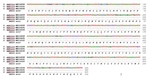 Nucleotide sequence alignment and the deduced amino acid sequence of ...