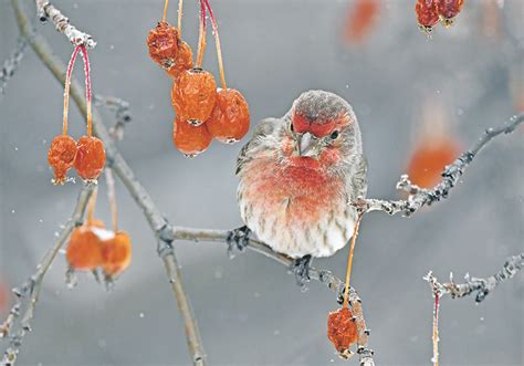 Time to get ready for winter wildlife photography season | The Western ...