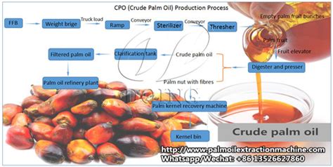 Palm oil extraction process_FAQ