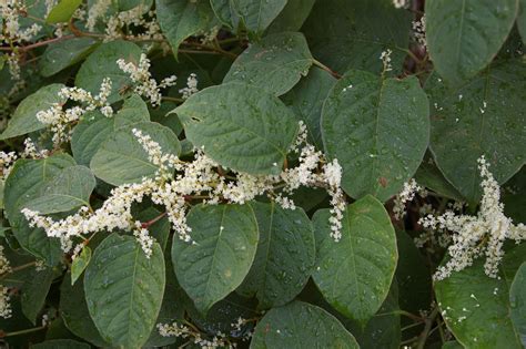 Japanese knotweed - Invasive Species Council of British Columbia