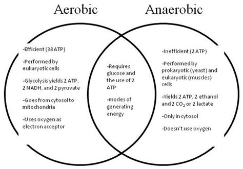 Aerobic And Anaerobic Respiration Venn Diagram