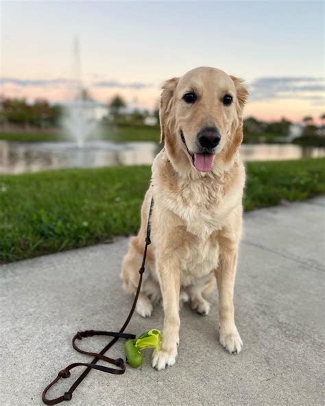 Training For Your Golden Retriever - Golden Retrievered