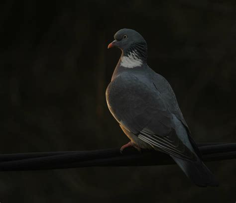 Spring migration is now earlier in European and North American birds