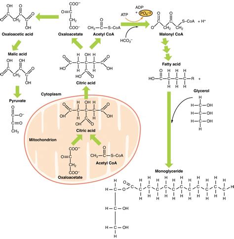 Lipid Metabolism | Anatomy and Physiology II