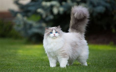 Top 5 most fluffy cat breeds - BestHouseCatCare