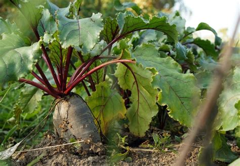 Beet Varieties - 20 Of The Best Beet Varieties To Plant On 2022