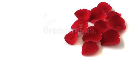 Rose Petals on White Background Stock Photo - Image of nature, color ...