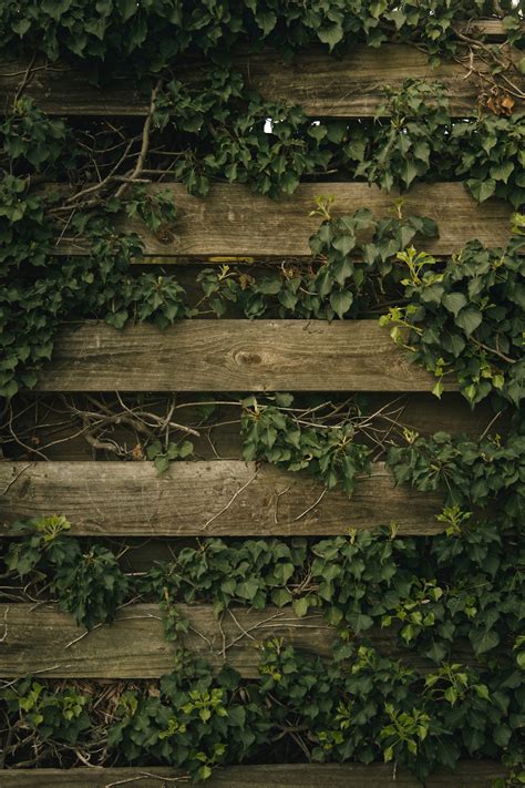 What Colour Fence Paint Makes my Garden Look Bigger and Better - Hunter ...