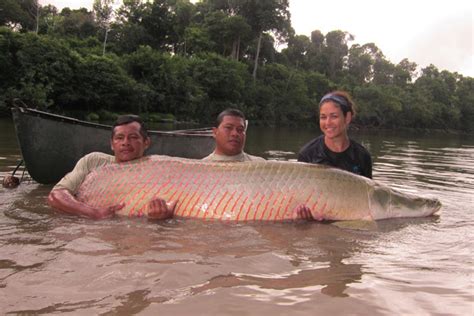 Forgotten species: the arapaima or 'dinosaur fish'