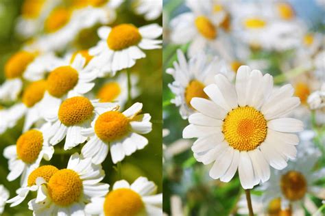 6 Things To Help Distinguish Between Feverfew vs Chamomile