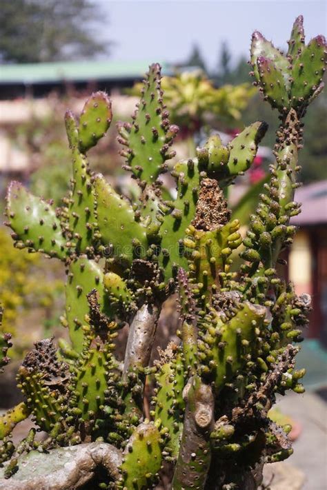 Different Type of Cactus Tree Stock Image - Image of wildflower ...