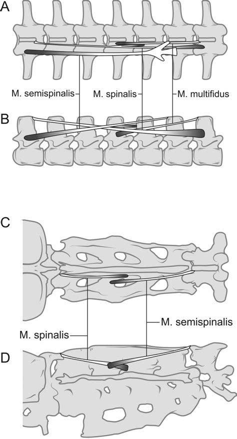 Thoracic epaxial muscles in living archosaurs and ornithopod dinosaurs ...