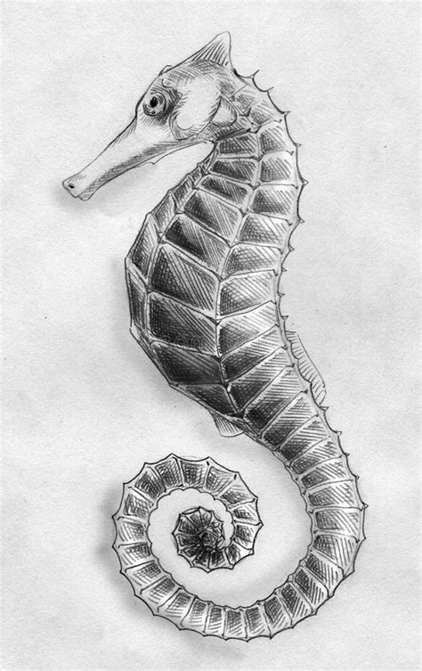 Sea horse pencil sketch stock illustration. Illustration of animal ...