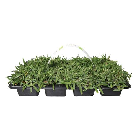 St. Augustine Grass Plugs – GrassPlugs.net