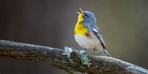 What Makes Birds Sing In The Morning? - Chipper Birds