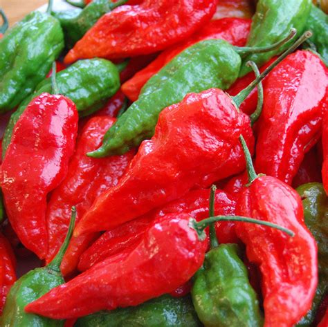 Pepper Ghost Pepper Red Seed – Harris Seeds