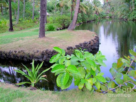 Elvis Presley - Natural Performing Stage - Coco Palms Photograph by ...