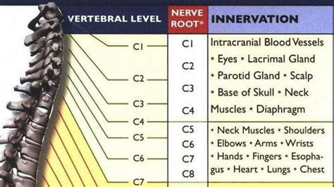 Pinched Nerve in Neck: Causes, Symptoms, Diagnosis and Treatment | New ...