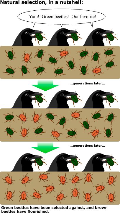 Natural Selection - Honors Biology