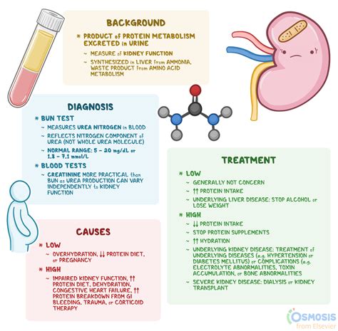 Blood Urea Nitrogen (BUN): What Is It, Causes | Osmosis