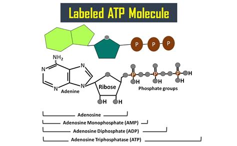 Labeled ATP Molecule Diagram or Structure - Biology Brain