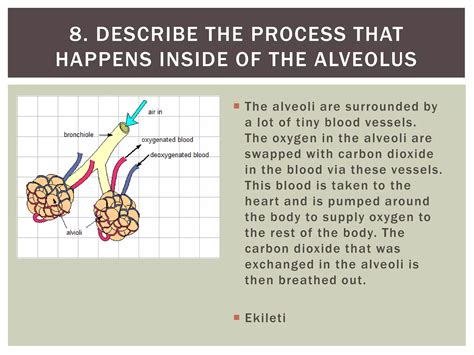 Lungs alveolus | PPT