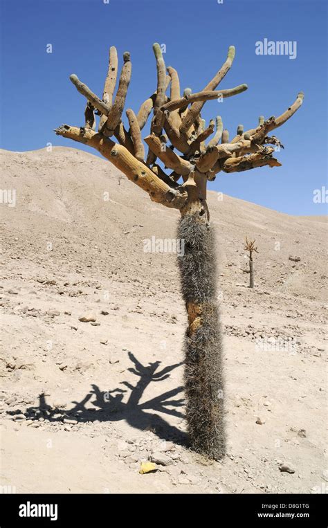 candelabra cactus Stock Photo - Alamy