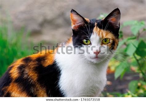 26,882 Calico Cat Images, Stock Photos & Vectors | Shutterstock