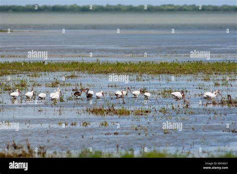 Laguna atascosa national wildlife hi-res stock photography and images ...