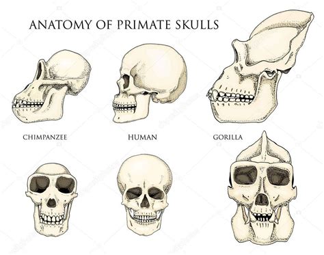 Human and chimpanzee, gorilla. biology and anatomy illustration ...