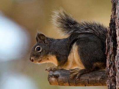 Lake Tahoe Wildlife | Wildlife of the Lake Tahoe Basin