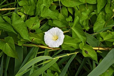 Invasive Weeds Identification