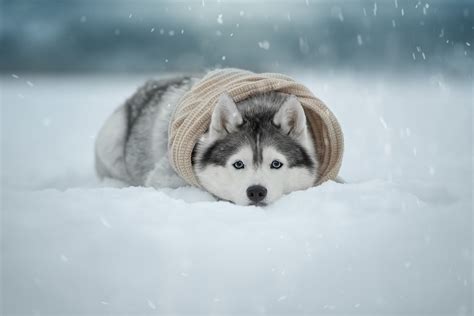 Snow Husky HD Background Wallpaper 79670 - Baltana