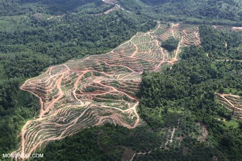 Malaysian Palm Oil Giant Tied to Social Conflict, Deforestation, Says ...