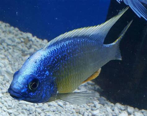 Pin by Matt Smith on LAKE MALAWI CICHLIDS!! | Lake malawi cichlids ...